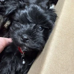 Morkie puppies