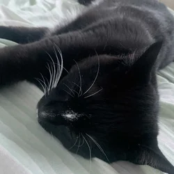 Domestic Shorthair Kitten, male needs a home