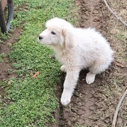 Great Pyrenees