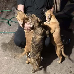 Cane corso mix with American pit bull