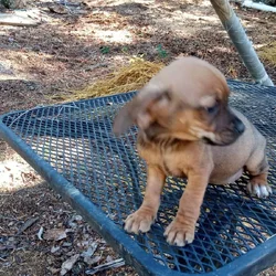 Puppies