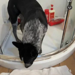 Blue heeler