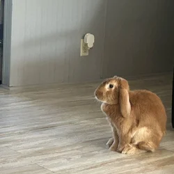 New Zealand red rabbit