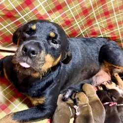 Rottweiler/Boxer puppies