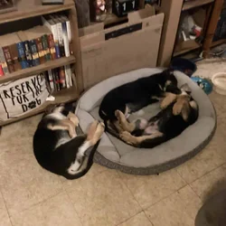 German Shepherd Christmas Puppies