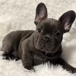 PRICE REDUCED - AKC French Bulldog Puppies