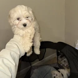 Pluto (Poochon)