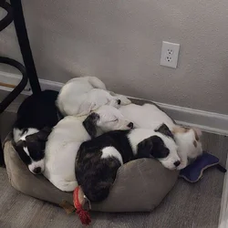 Christmas puppies 5 American bulldog st Bernice mi