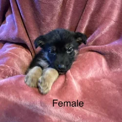 German Shepherd Puppies
