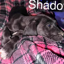 Shadow AKC Great Dane