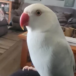Indian ringneck parrot