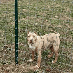 XL bully puppy