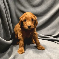 Mini-Goldendoodles