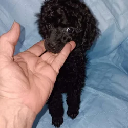 Toy poodles