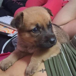 German Shepherd Pit known as a German Spitz