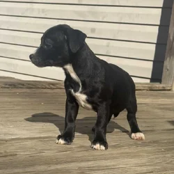 Rare Breed/Chi Staffy Bull pups /Designer Pups