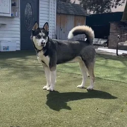 Finding Home for Siberian Husky