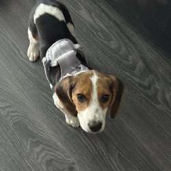 Beagle for sale