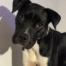 Puppy for sale