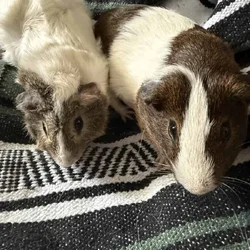 Pair of male guinea pigs
