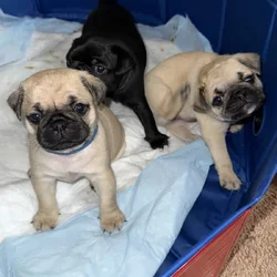 Pug Puppies