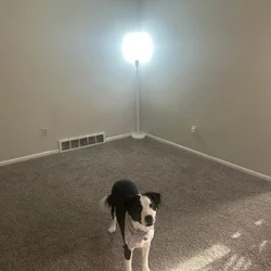 Border Collie mix, needs a kid free home.
