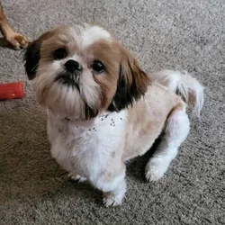Free to good home-5 year old Shih Tzu