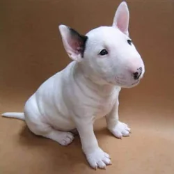 In search of Bull terrier puppy
