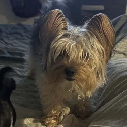 Female yorkie