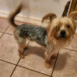 Morkie Boy Red J. J.