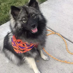 DOG FOR SALE