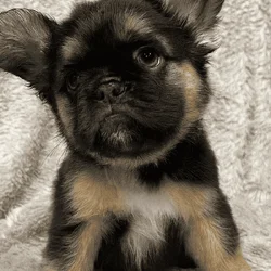 Fluffy frenchie puppies