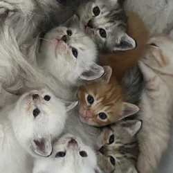 Scottish Fold and Straight Kittens