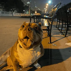 American Bully Female Rehome