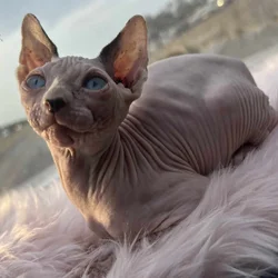 sphynx (hairless) kittens