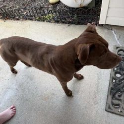 RE-HoME MEDIUM Brown Dog