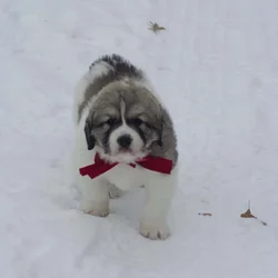 Great Pyrenees Puppy - Male