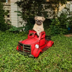 Pug puppies