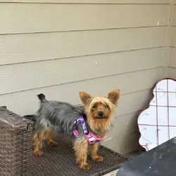 Need A Forever Home