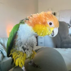 Female Caique parrot with cage
