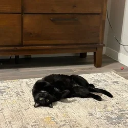 Gentle House Panther Needs His Forever Family