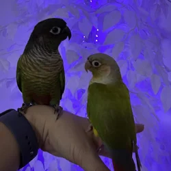 Green cheek conure and pineapple
