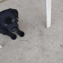 3 Black Lab/ boarder Collies male 8 weeks