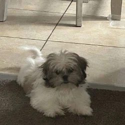 Female Shitzu looking for for ever home