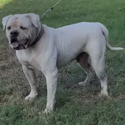 American Bulldog Male
