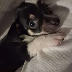 Little bundle of boy joy