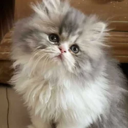 CFA registered Persian kittens