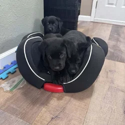 Cuddly, Sweet Belgian Malinois/Lab Puppies