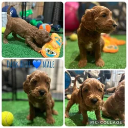 Male Medium Goldendoodle