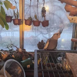 Cockatiels